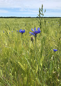 Einzelne Kornblumen auf einem Feld. Im Hintergrund ist ein Streifen dunkelgrüner Bäume. Oben ist ein blauer Himmel mit einzelnen weißen Wolken.